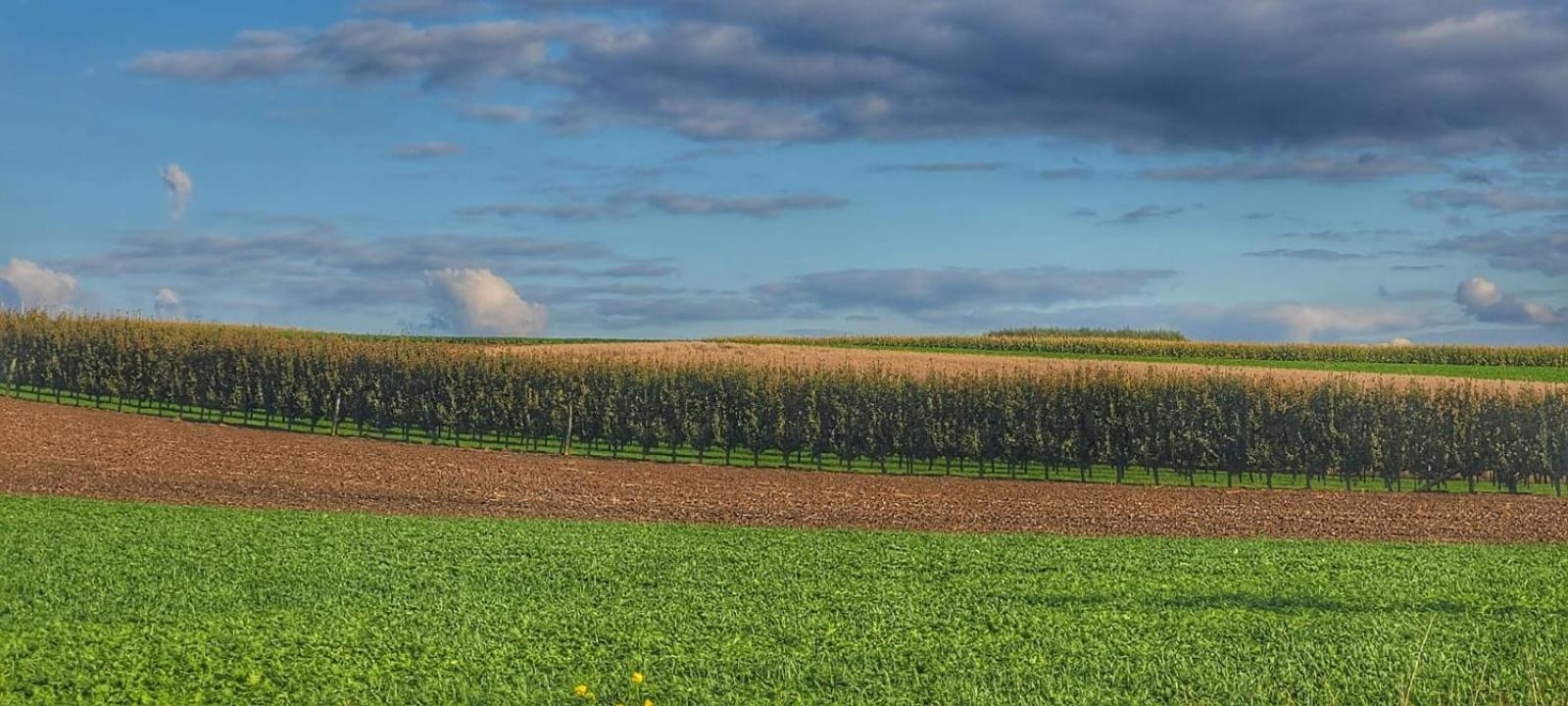 Hoeve Hofgaarde Heers Zewnętrze zdjęcie